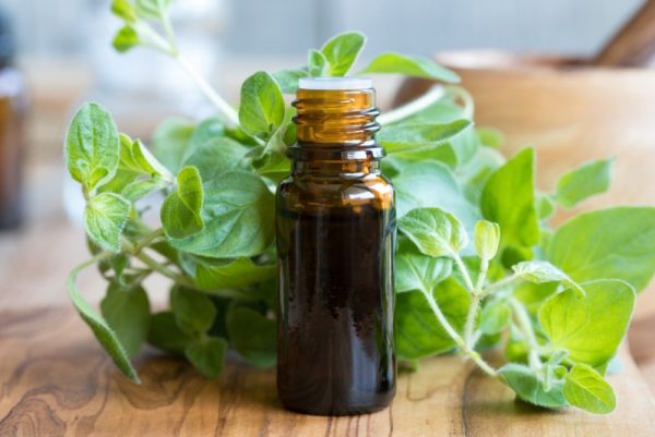 A bottle of oregano essential oil with fresh oregano leaves