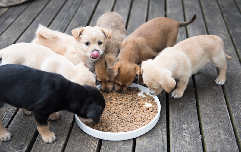 A litter of Terrier puppies eating dog food