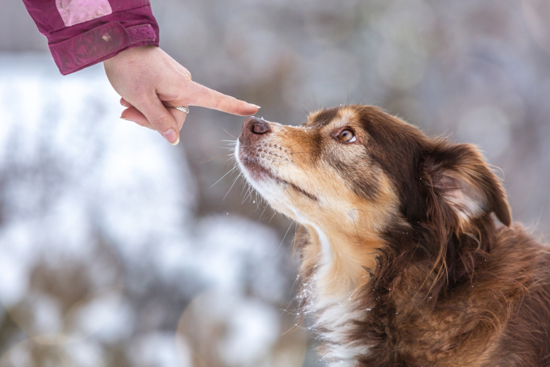 A person pointing at a dog nose
