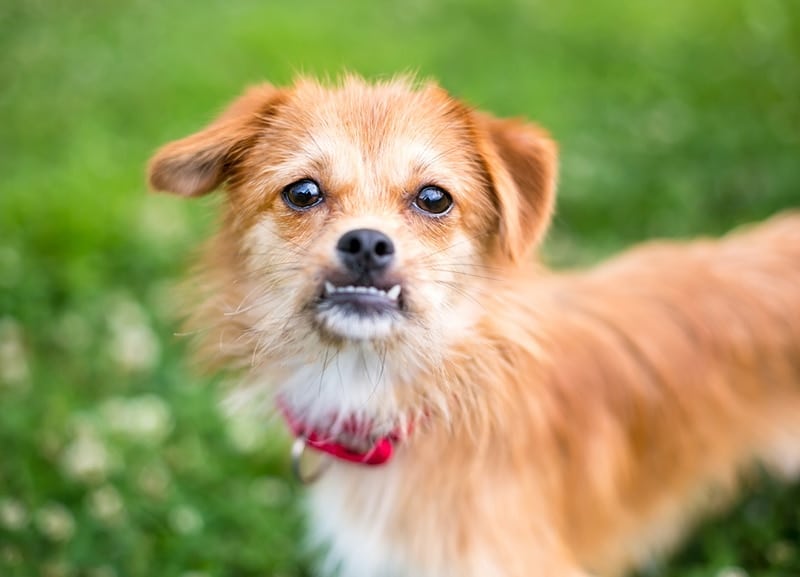 A scruffy mixed breed dog with an underbite and floppy ears