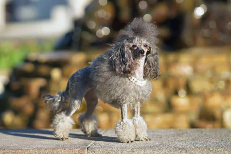 Adorable grey Toy Poodle dog with a Scandinavian lion show clip and a collar posing outdoors