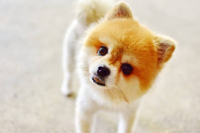 Adorable small Pomeranian dog in short hair style stand and turn the face upward curious in question from owner about something she hearing