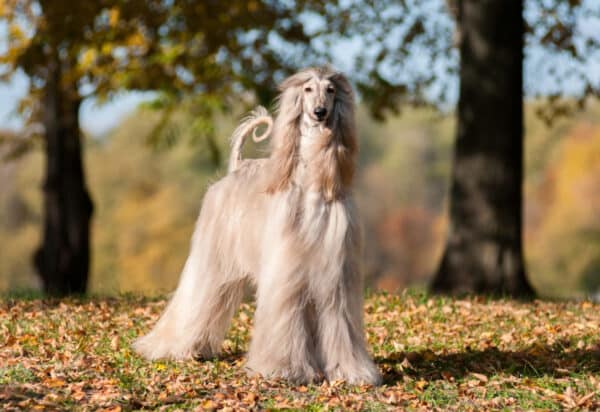 Afghan Hound dog standing on grass with fallen leaves