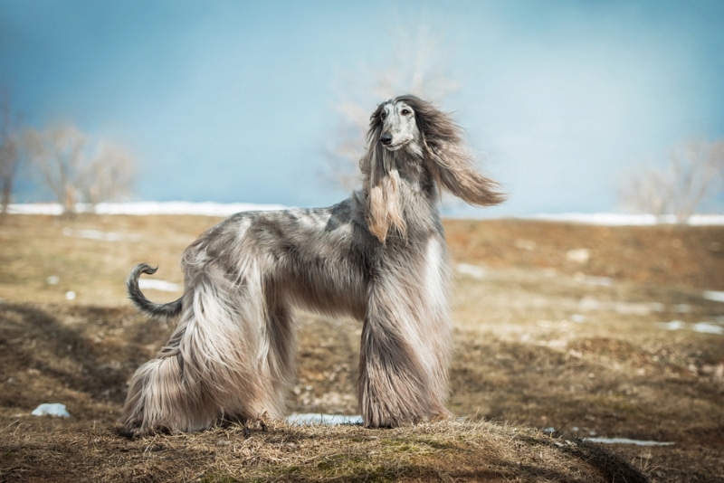 Afghan Hound dog standing outdoor