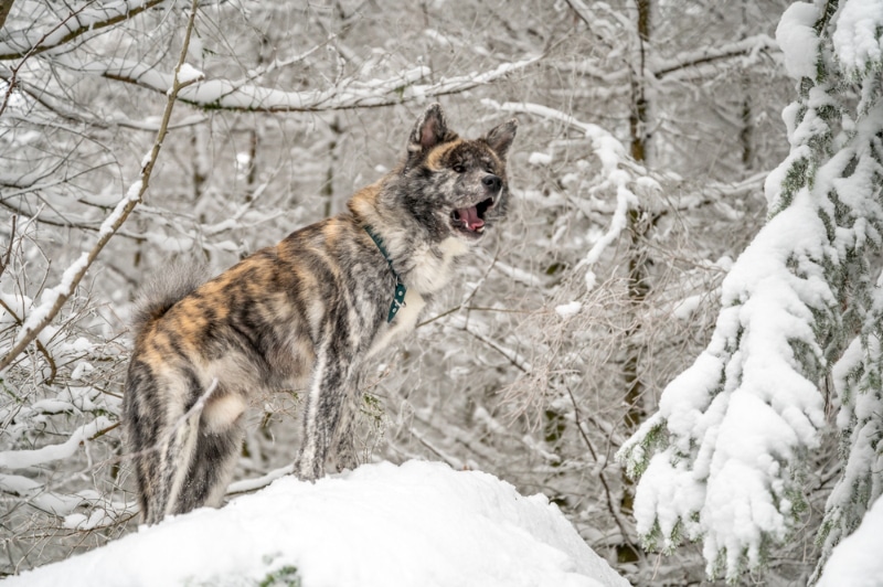 Akita dog howling