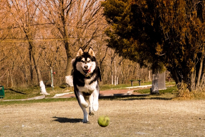Alaskan Husky running after a ball