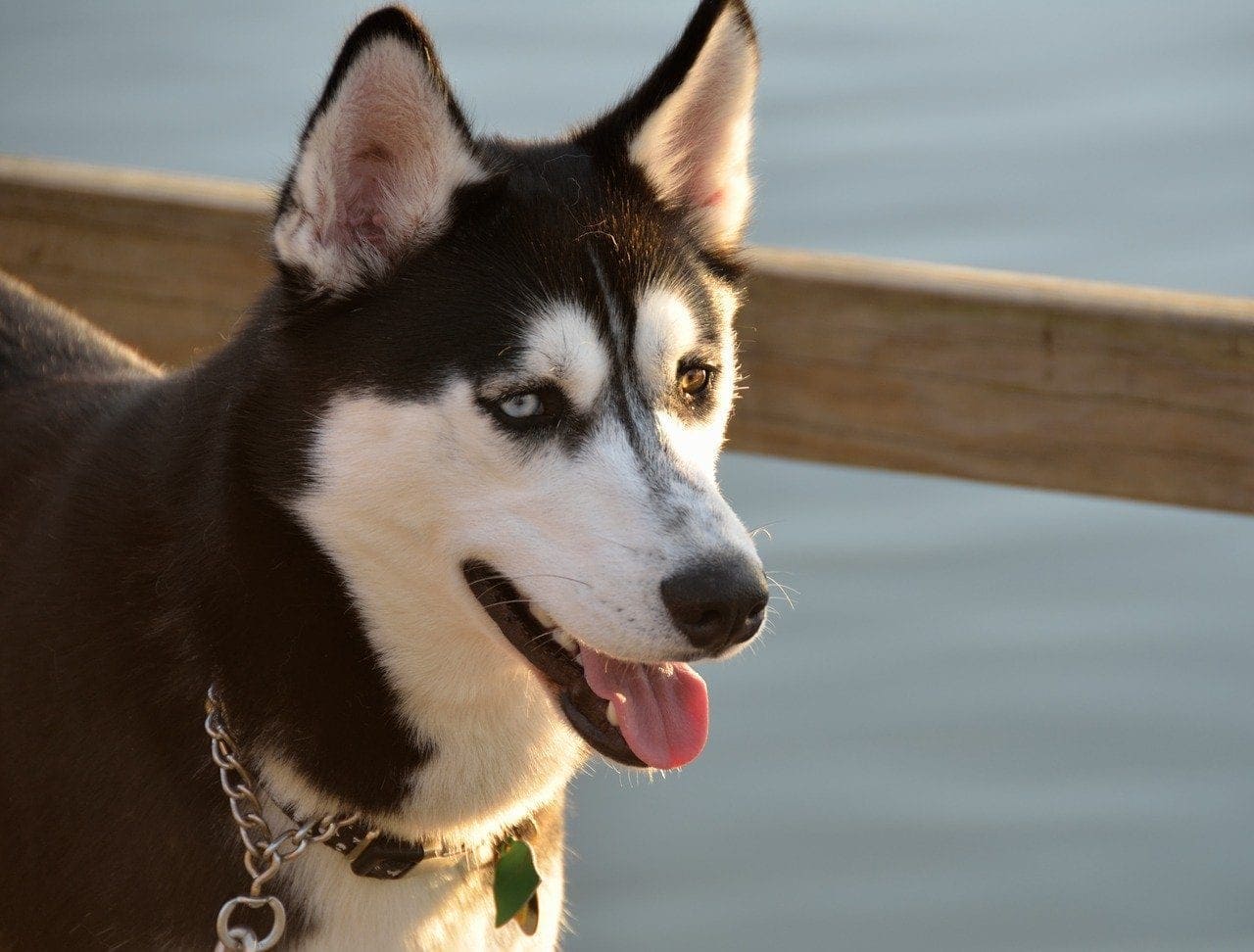 Alaskan Husky