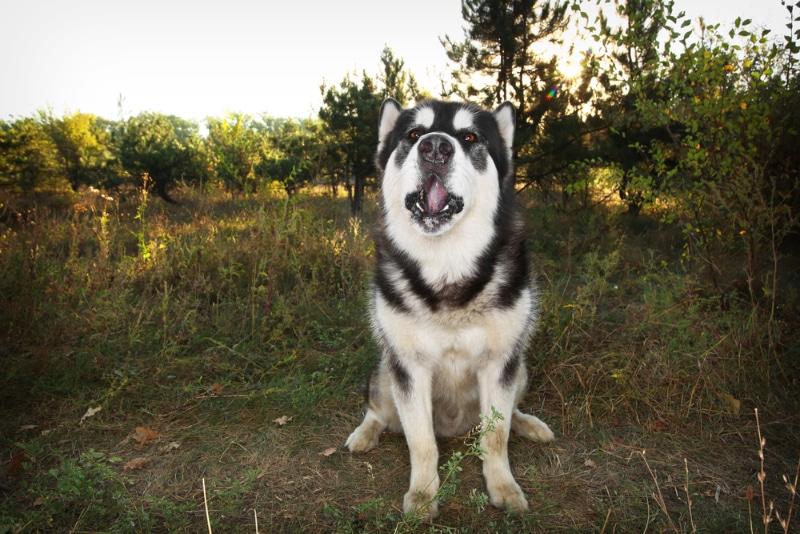 Alaskan Malamute dog howling