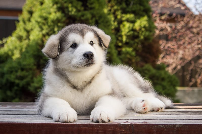 Alaskan malamute puppy posing outside