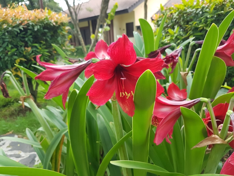 Amaryllis plants