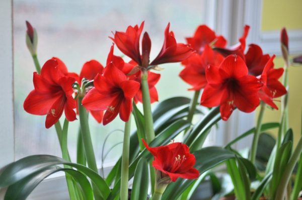 Amaryllis plants