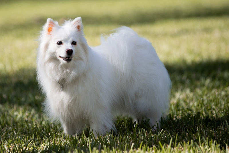 American Eskimo dog standing on grass