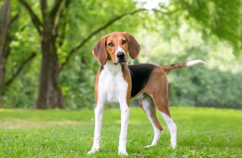 American Foxhound dog standing outdoor
