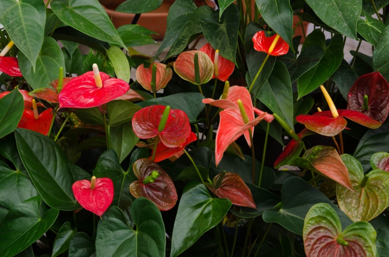 Anthurium plants