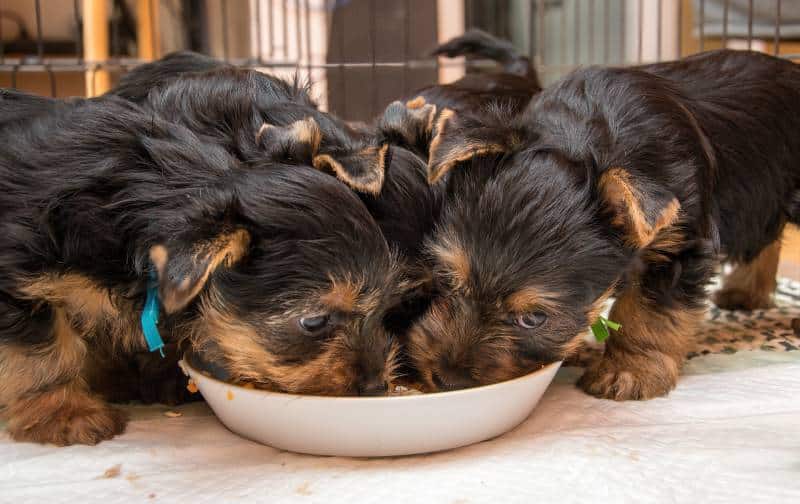 Australian Silky Terrier puppies are fed from a white bowl