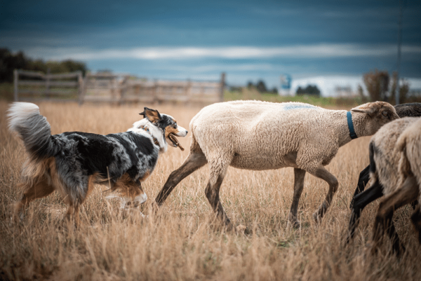 Australian shepherd is herding sheeps