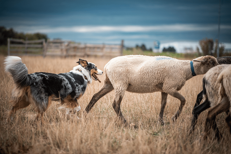 Australian shepherd is herding sheeps