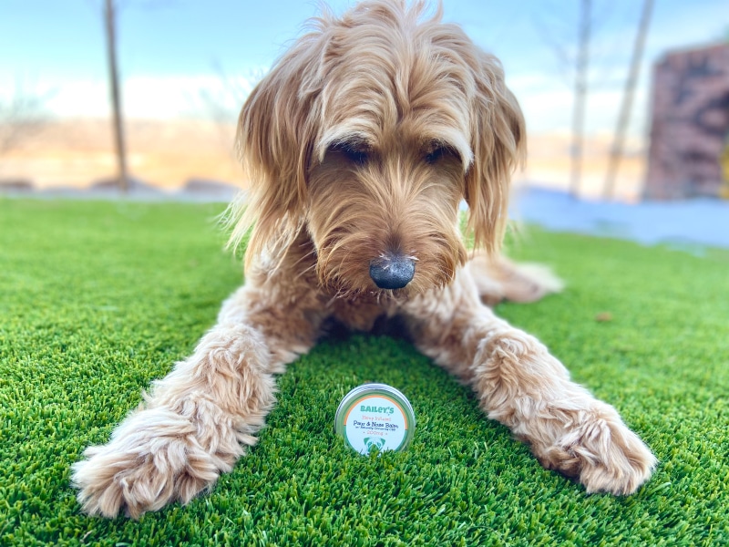 Bailey’s CBD Paw and Nose Balm - micah with product on grass