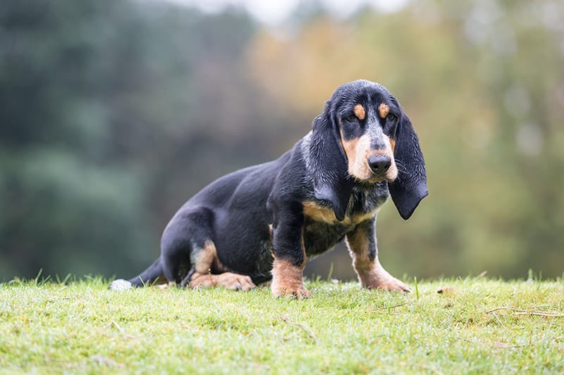 Basset Bleu de Gascogne