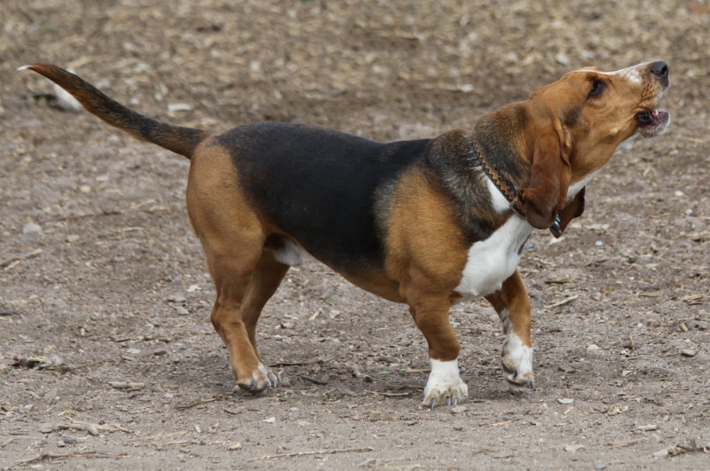 Basset Hound dog howling or barking at the park