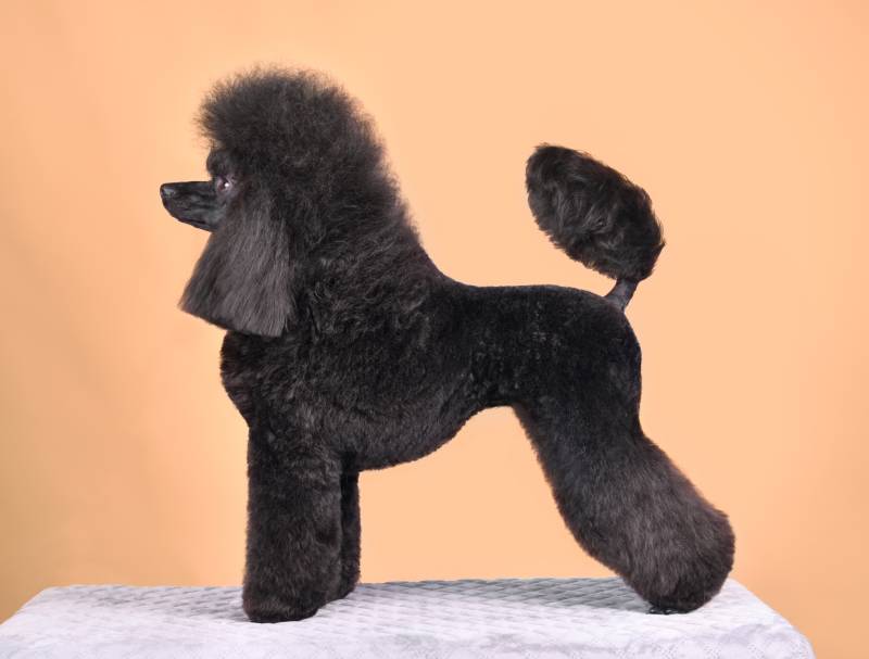 Beautiful black poodle standing on a yellow background