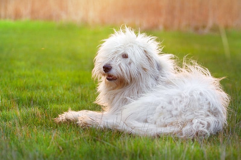 Beautiful fluffy south russian shepherd dog laying on green grass at sunset