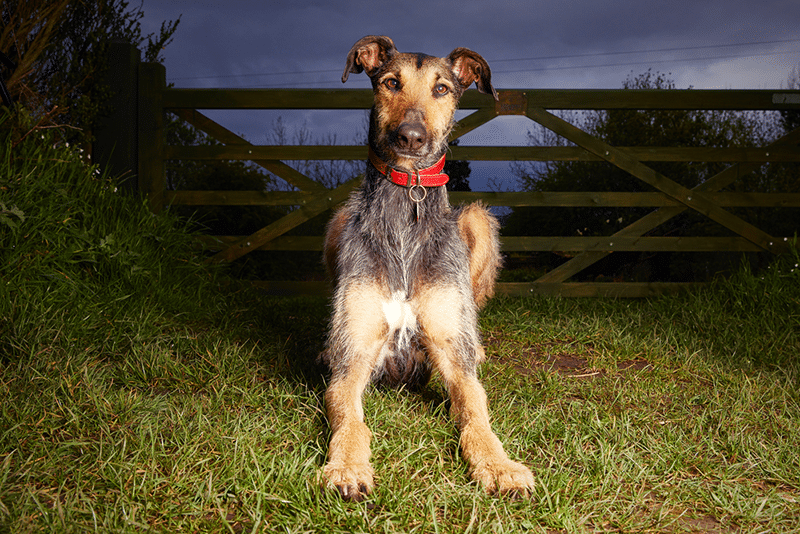 Beautiful lurcher looking at the camera