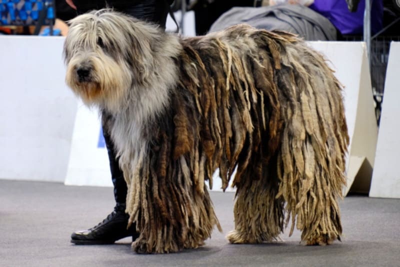 Bergamasco dog indoors