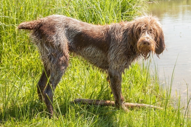Bergamasco dog near the river