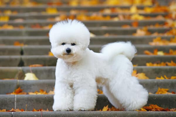 Bichon Frise dog with a stylish haircut standing on the stairs in autumn park