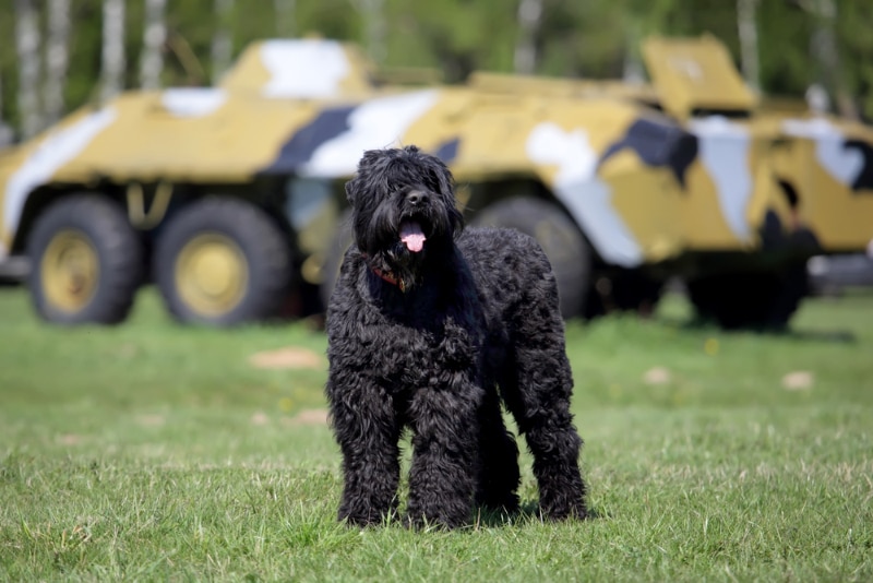 Black Russian Terrier dog standing on grass