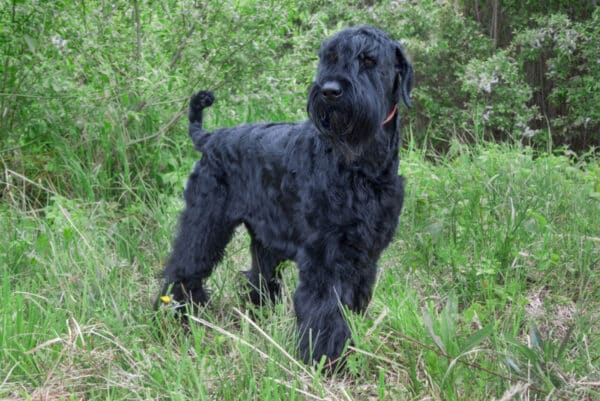 Black Russian Terrier dog standing on grass