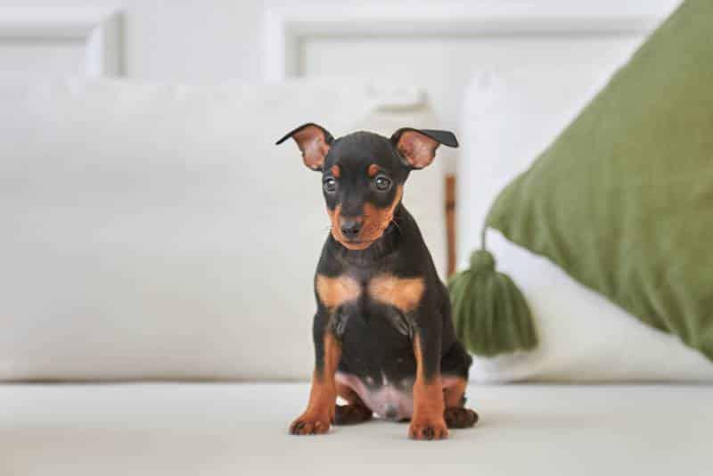 Black and tan miniature pinscher puppy sitting on the couch