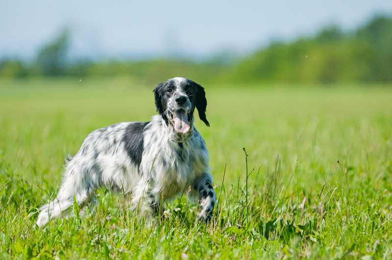 Black and white English Setter