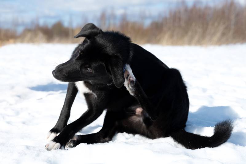 Black dog scratches itself behind the ear while sitting in the white snow