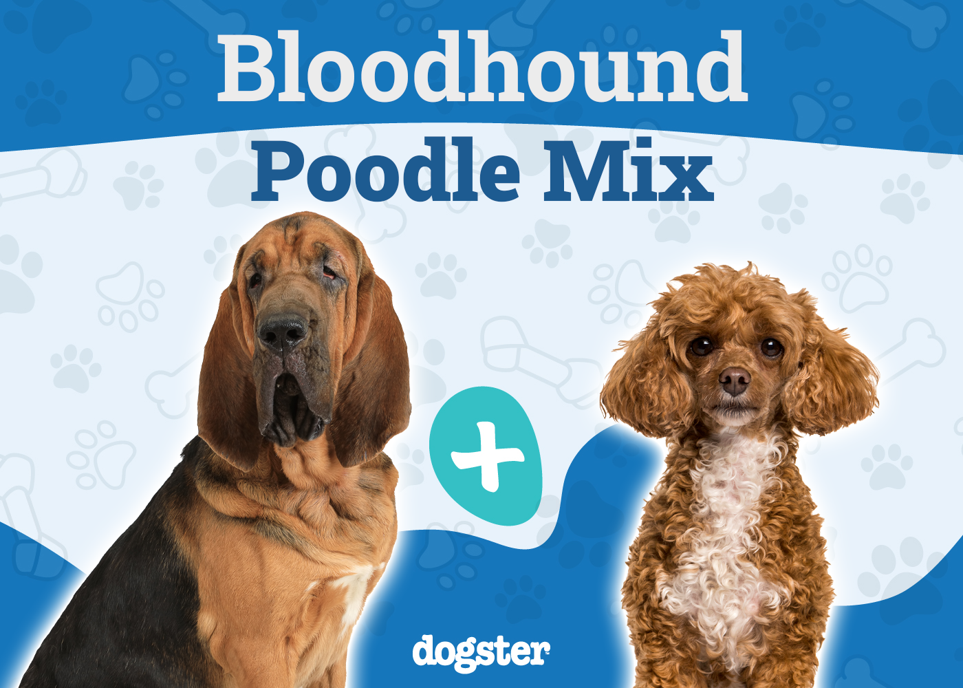 Bloodhound Poodle Mix