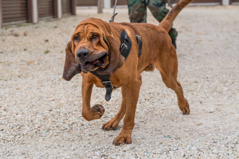 Bloodhound dog being worked on a track in a harness