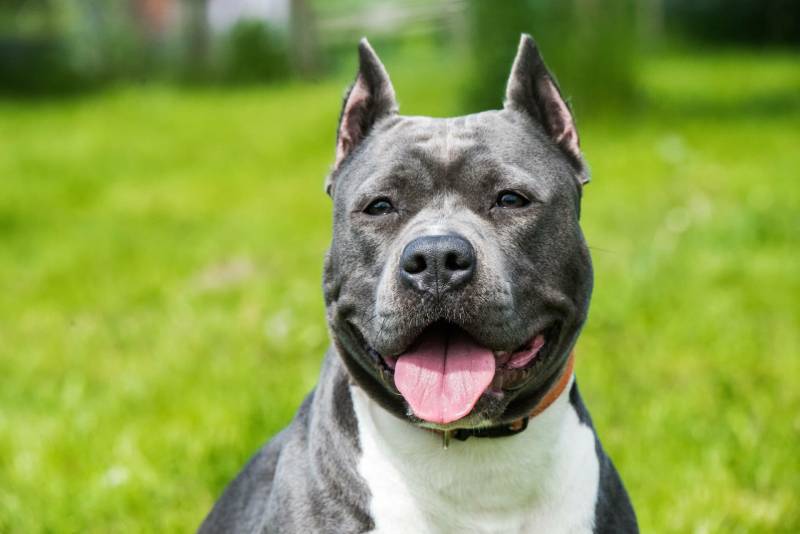 Are Pit Bulls Good for First-Time Owners? Crucial Vet-Verified  Considerations – Dogster