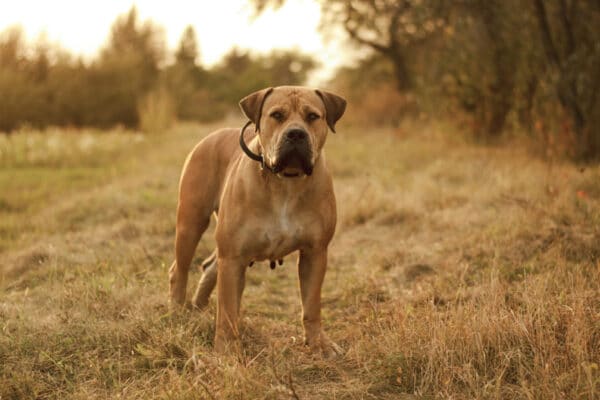 Boerboel dog with collar standing on grass
