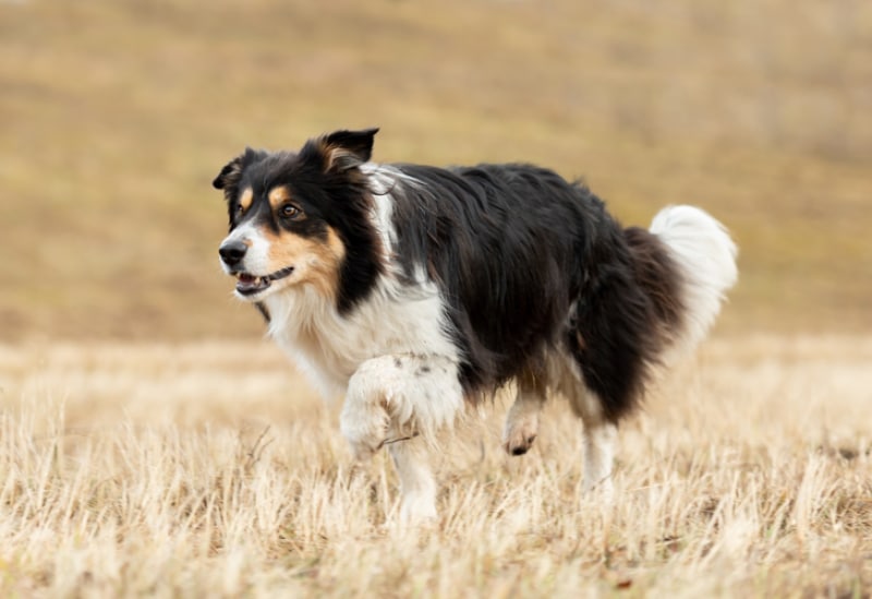 Border Collie dog running in the meadow