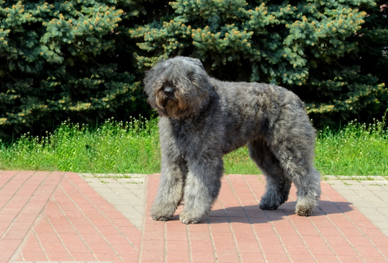 Bouvier des Flandres dog standing in the walkway at the park