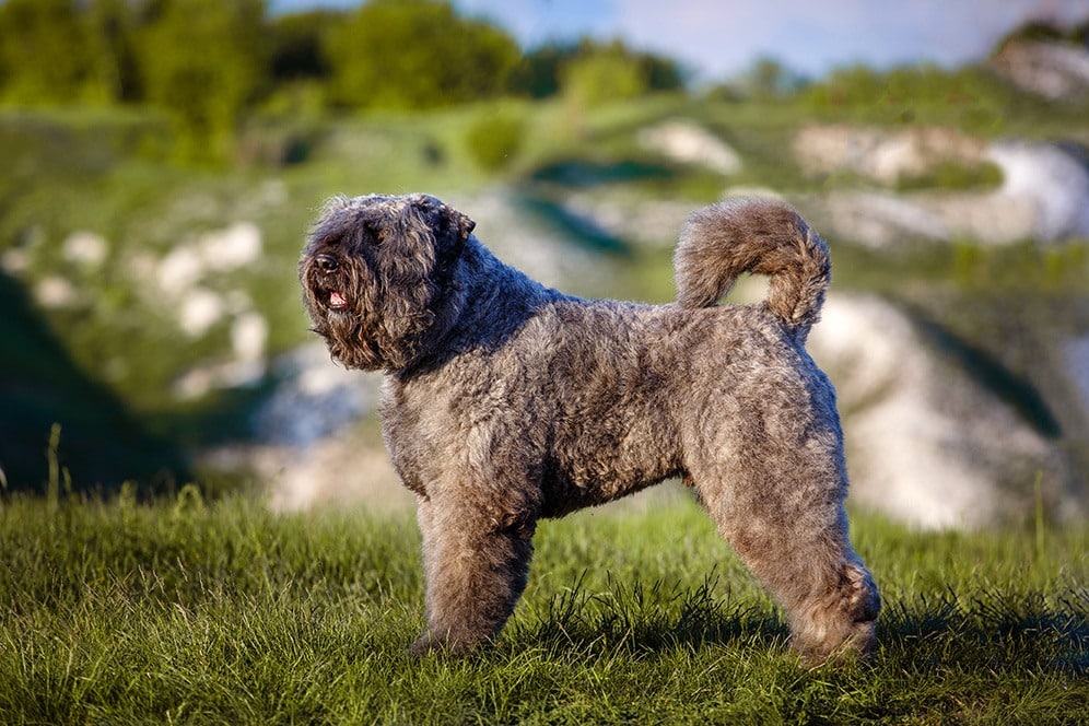 Bouvier des Flandres standing on grass