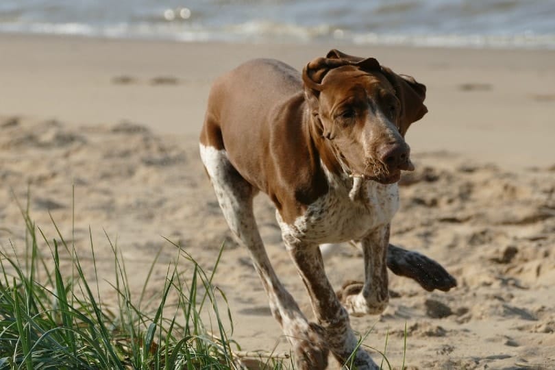 Bracco Italiano running at the beach