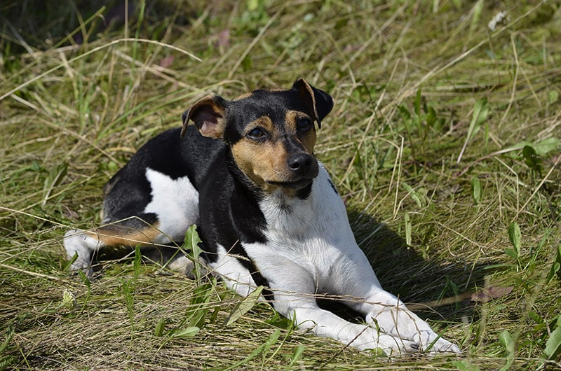 Brazilian Terrier