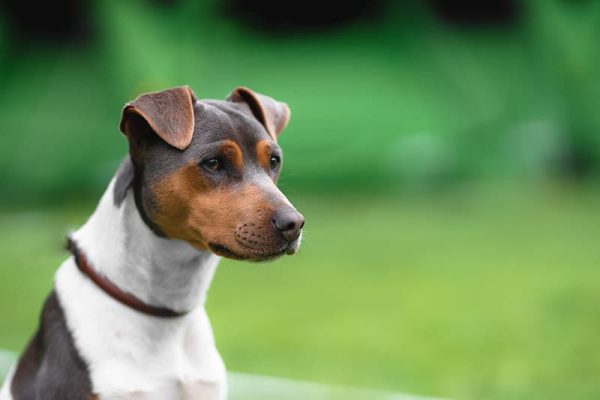 Brazilian terrier portrait on a green grass background