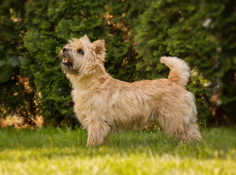 Cairn Terrier dog standing on grass