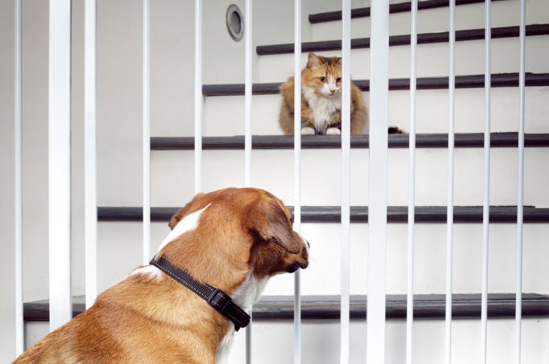 Cat and dog introduction through pet gate barrier