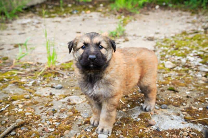 Caucasian shepherd puppy