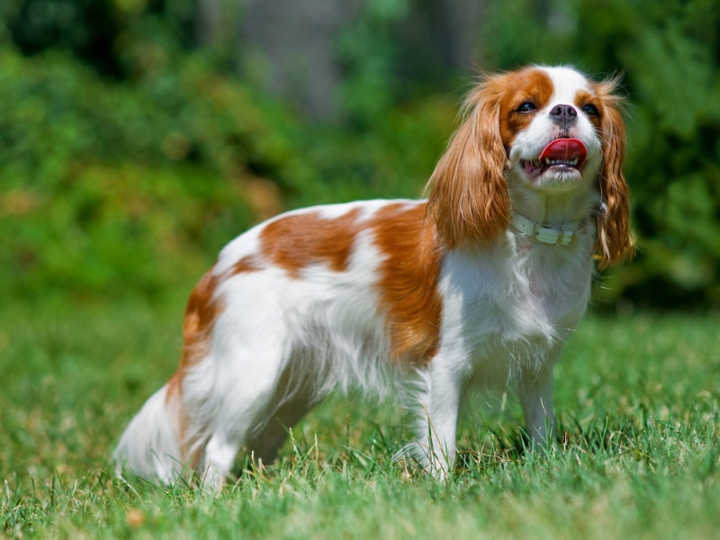 Cavalier King Charles Spaniel dog with collar standin on grass