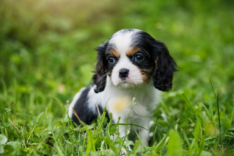 Cavalier King Charles Spaniel puppy playing in the garden